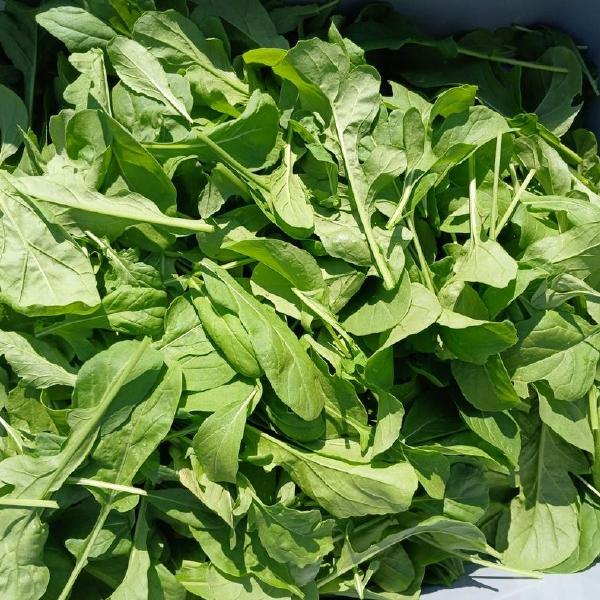 Arugula