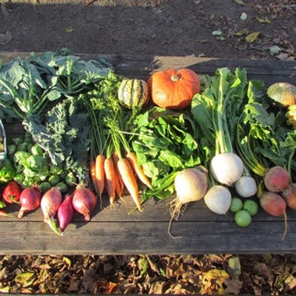 Extended Fall CSA 2026