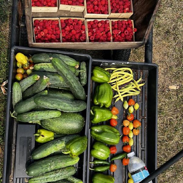 2026 Vegetable Share