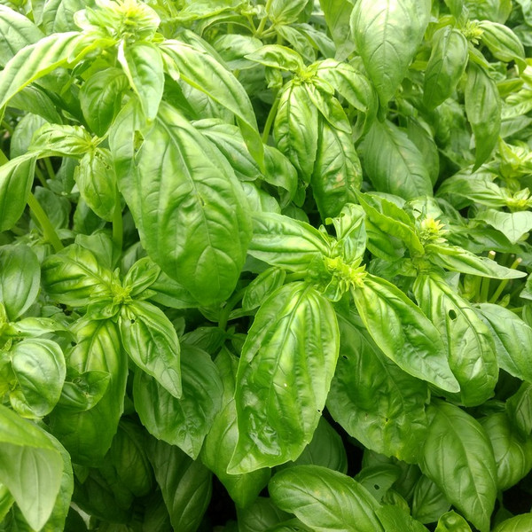 Basil Share