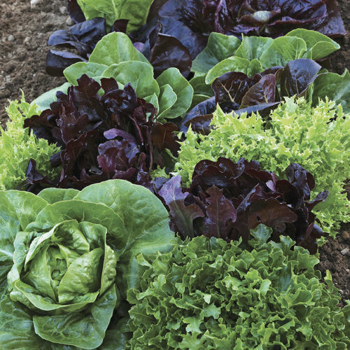 Lettuce, Head
