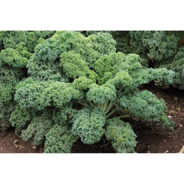 Kale