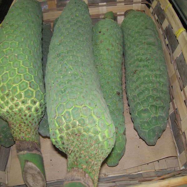Monstera Deliciosa *Pre-Order*