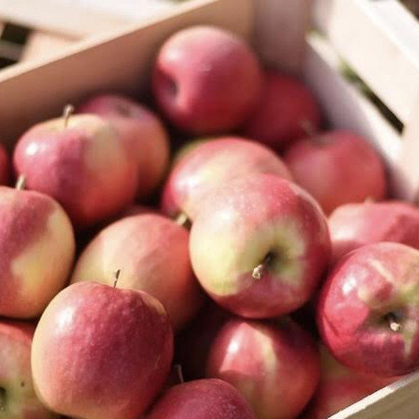 Apples, Pink Lady