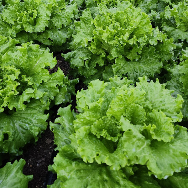 Lettuce Share - 1 Head