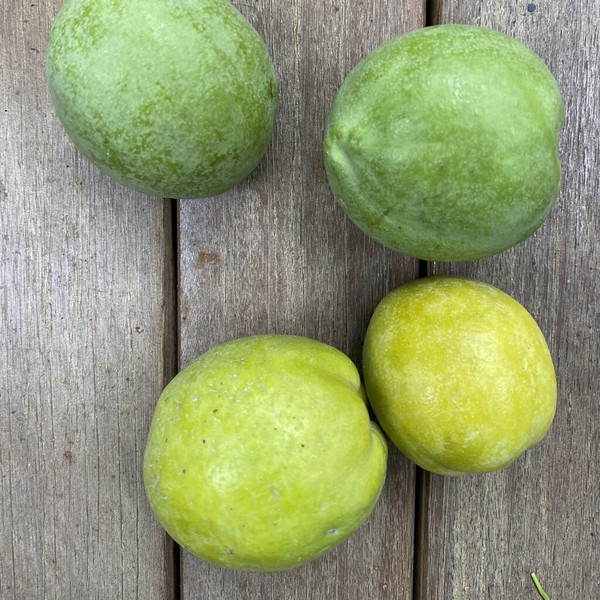 Sapotes