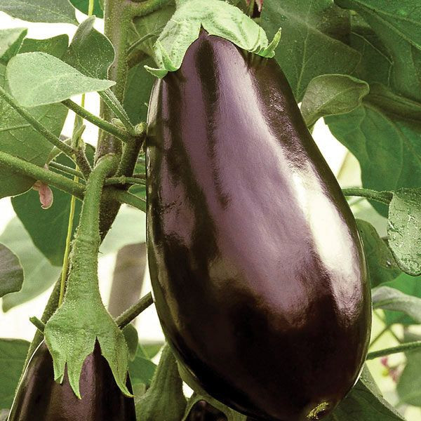 Certified Organic Eggplant