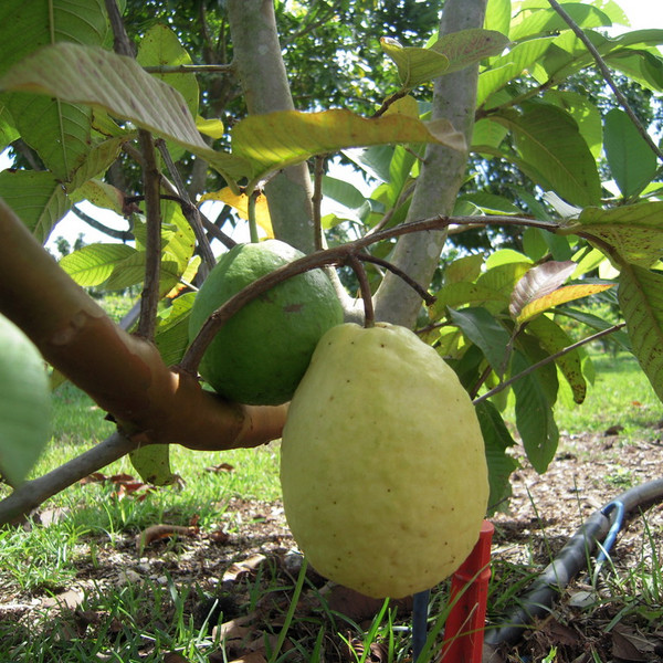Thai Guava