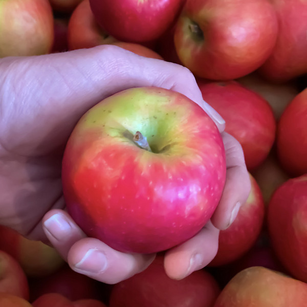 Apples 3lb Fuji Apples