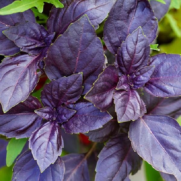 Basil