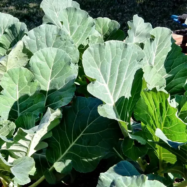 Collards