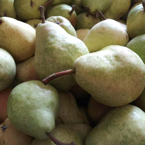 Bartlett Pears