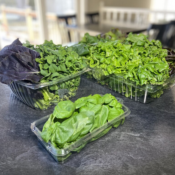 Family (Lettuce, Greens and Herbs) Share