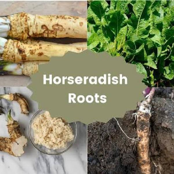 Horse Radish