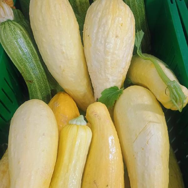 Summer Squash
