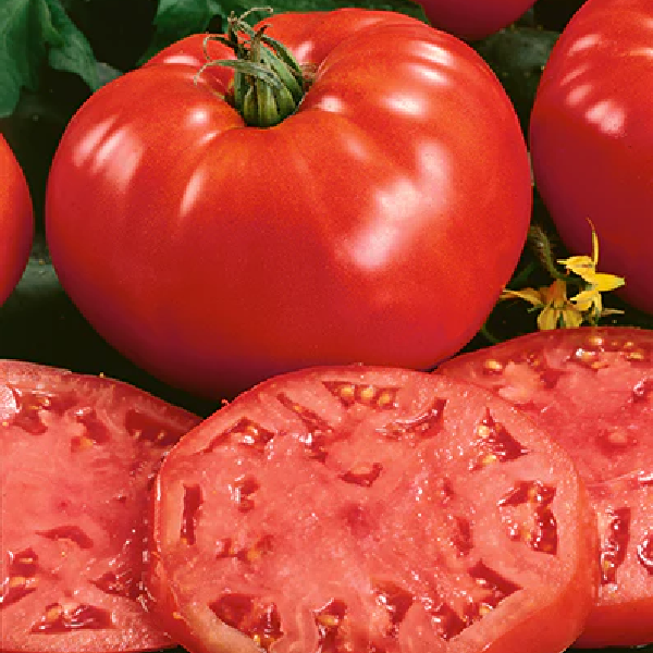 Beefsteak Tomatoes