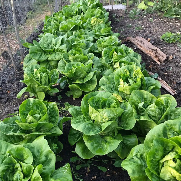 Romaine Lettuce