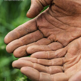 Farmers Fresh CSA photo 2