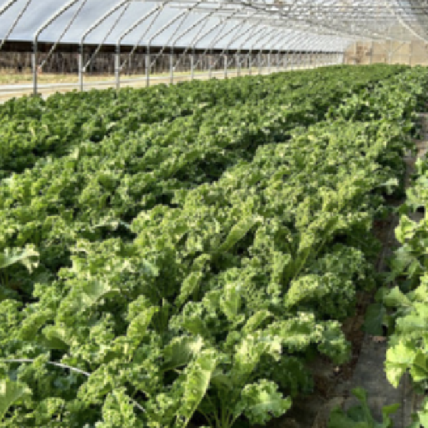 2026 Overland Park EXTRA Greens Add-on