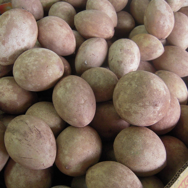 Sapodilla *Pre-Order*