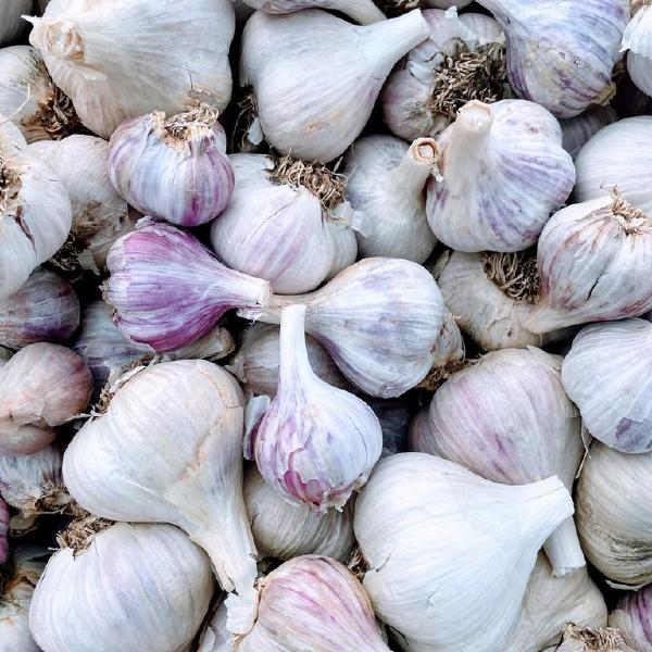 Garlic