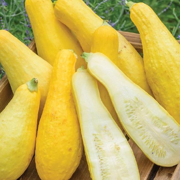 Early Prolific Straightneck Squash