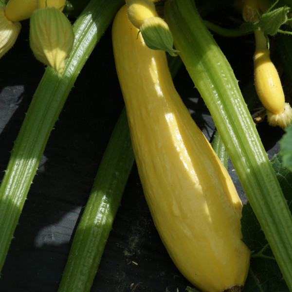 Yellow summer squash