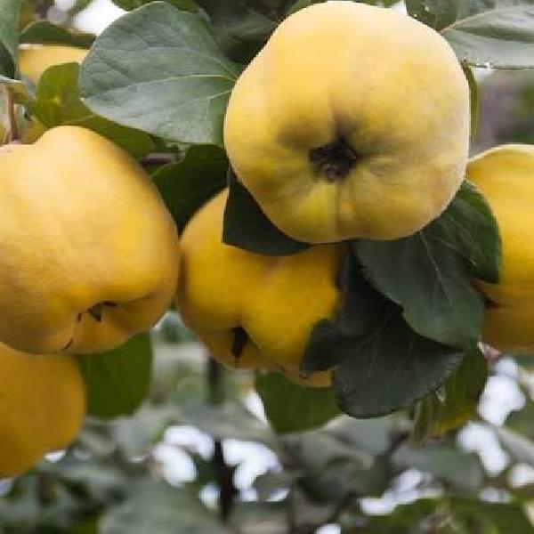 Quince