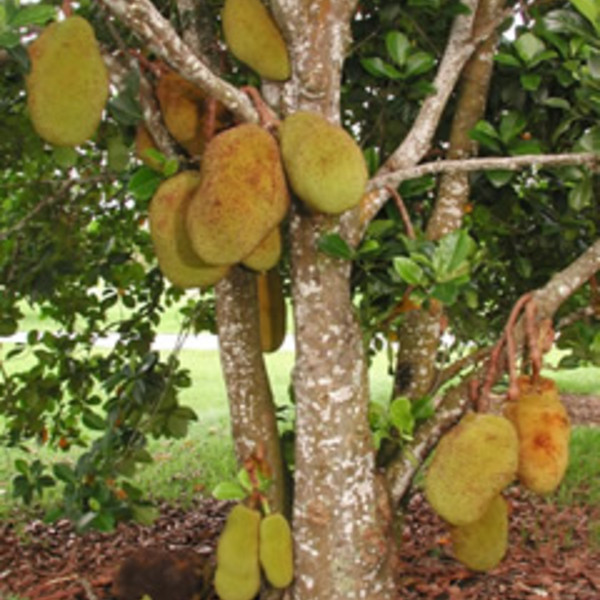 Jackfruit