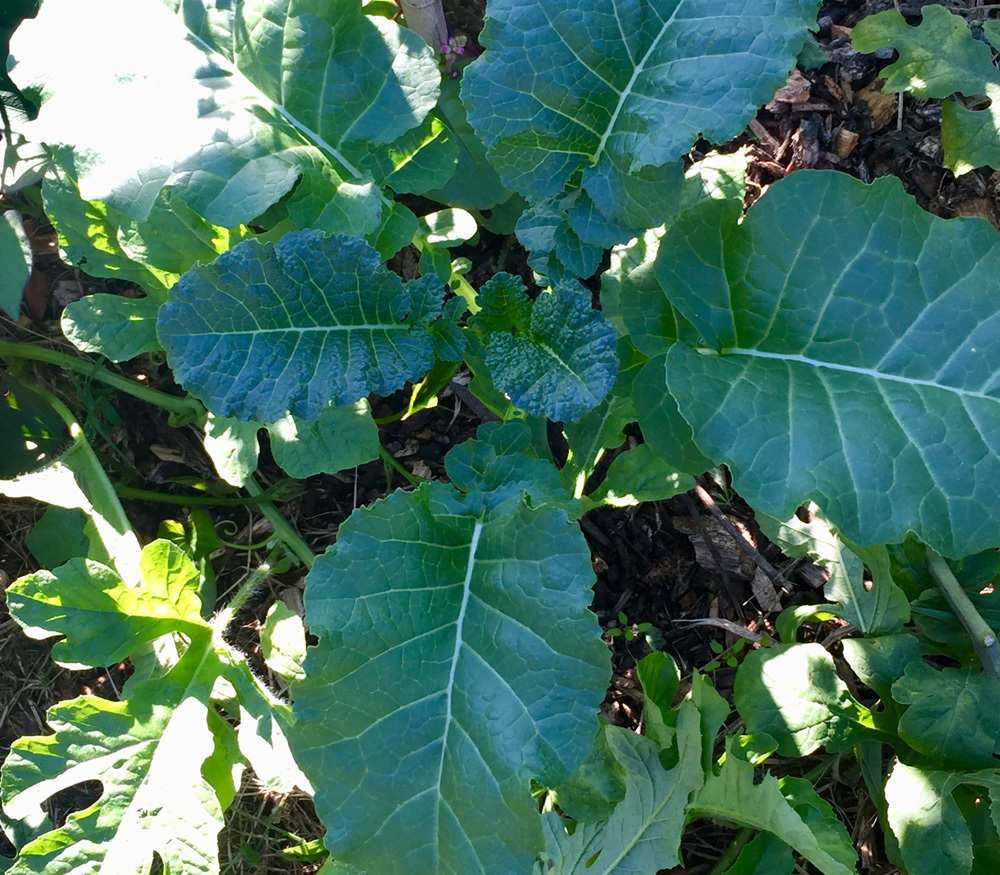 Kale, Tuscan
