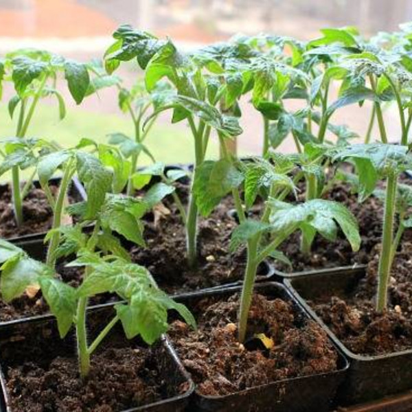 **TOMATO POLBIG RED