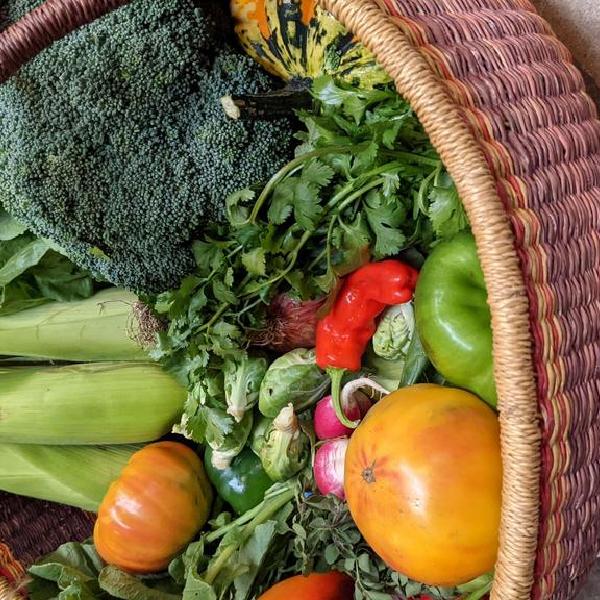 2026 Full Season Vegetable Share weekly 18wk $590