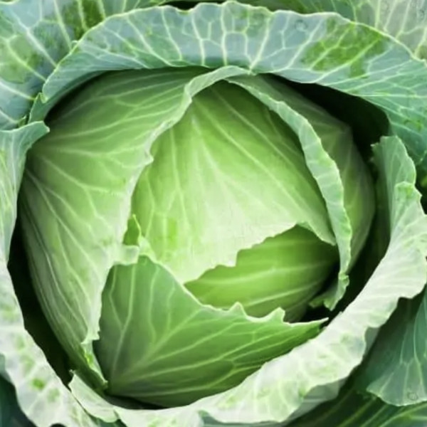 Cabbage, Green 45 pounds
