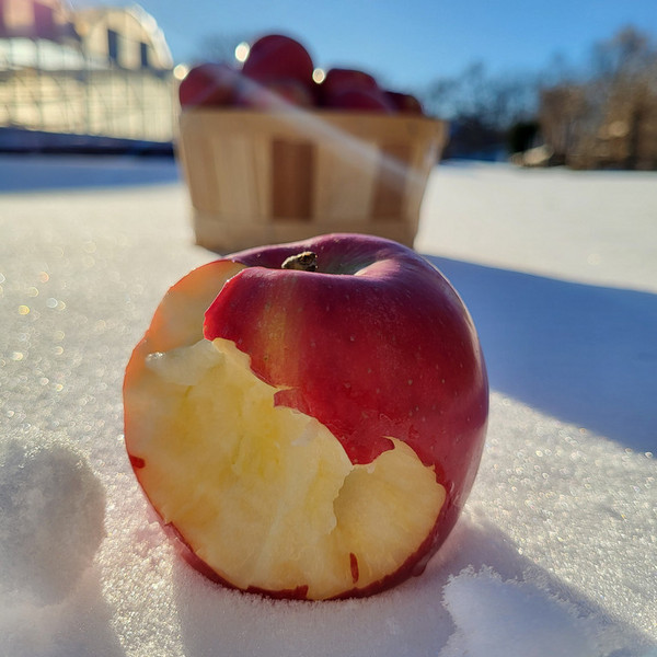 March Winter Apple Pick Up