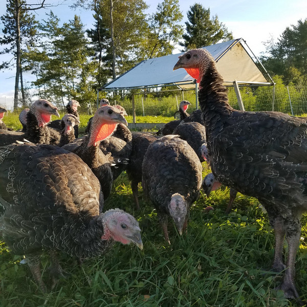 Pastured Turkey 2025