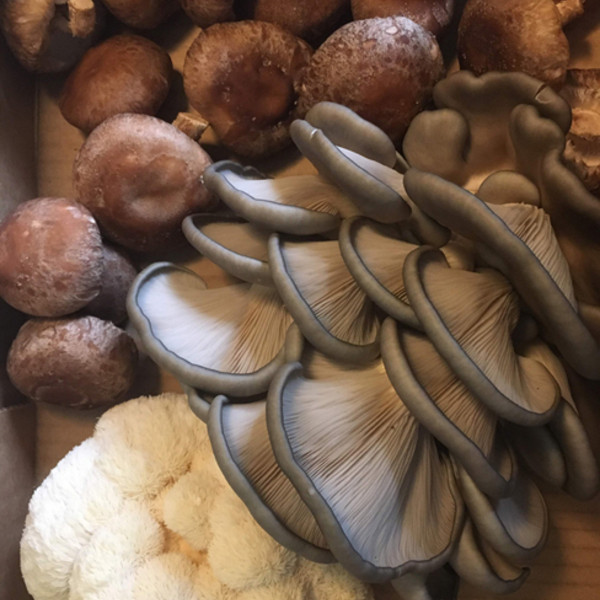 Local Mushroom Subscription