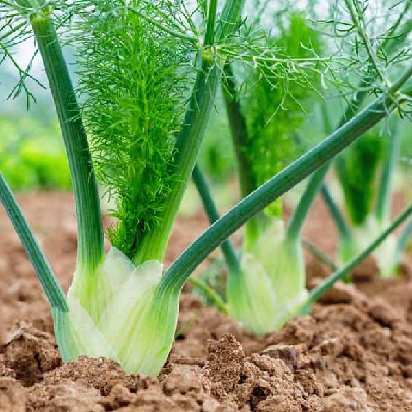 Fennel