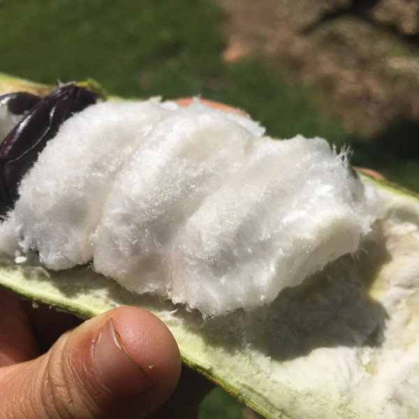 Ice Cream Bean *Pre-Order*