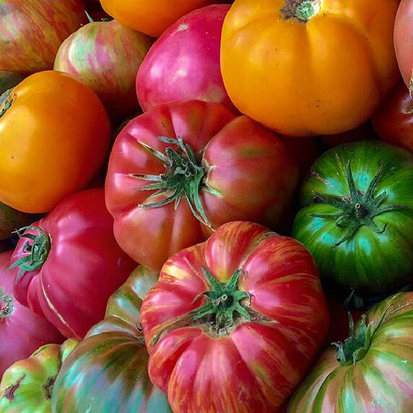 Beefsteak/Slicing Tomatoes