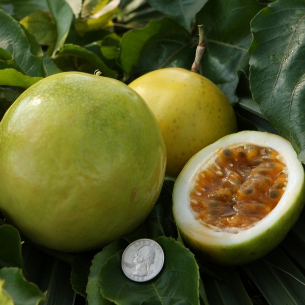 Golden Passion Fruit (Lilikoi)