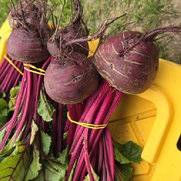 2026 Fall CSA Share