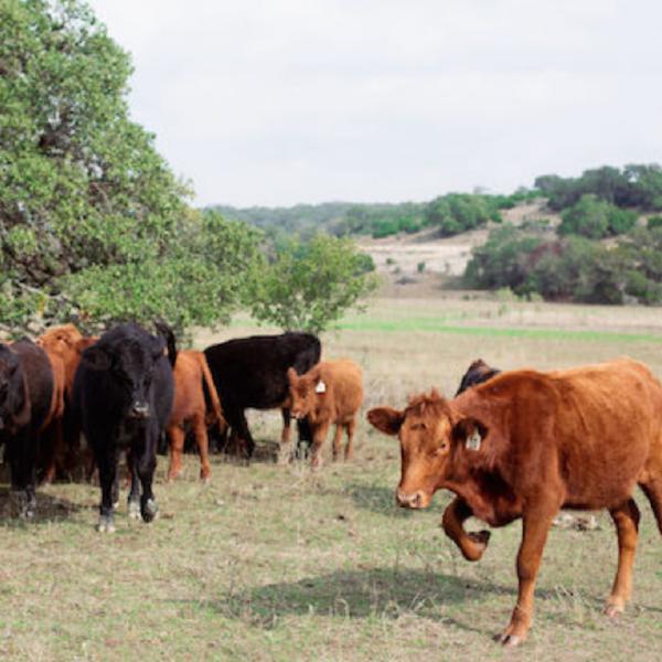 Once a Month Beef Share
