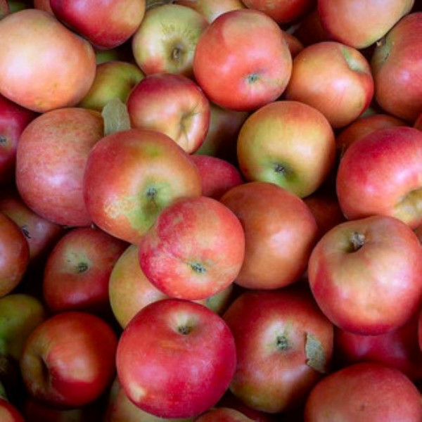 Autumn Apple Share - Local, IPM