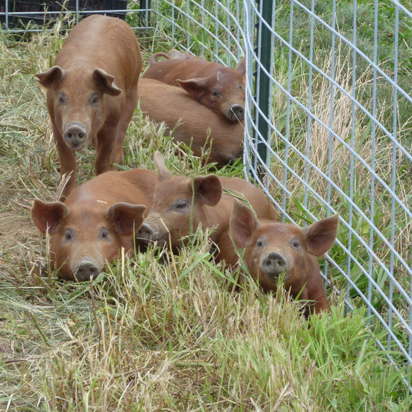 Pasture Raised Pork