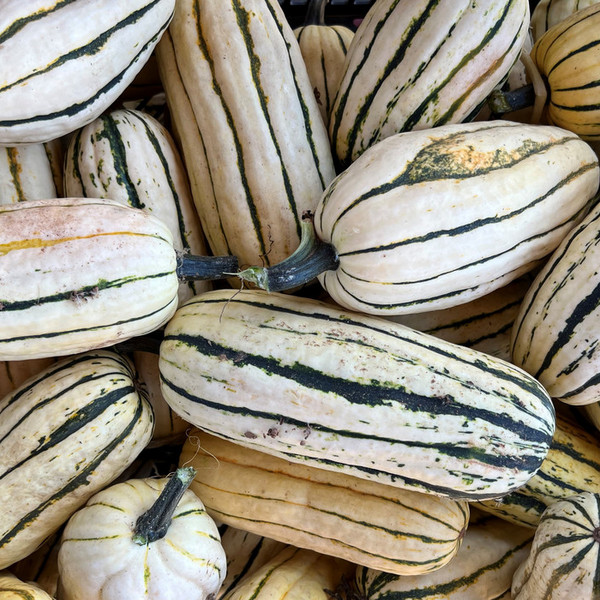 Delicata Squash