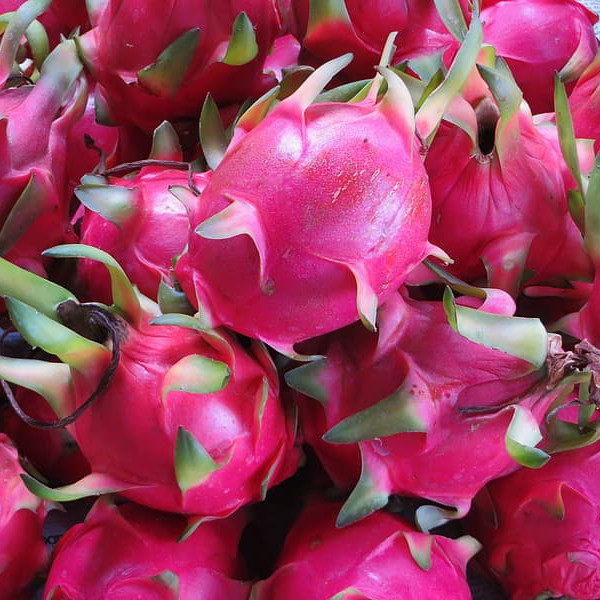 Dragon Fruit
