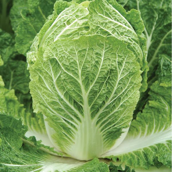 Napa (Chinese) Cabbage