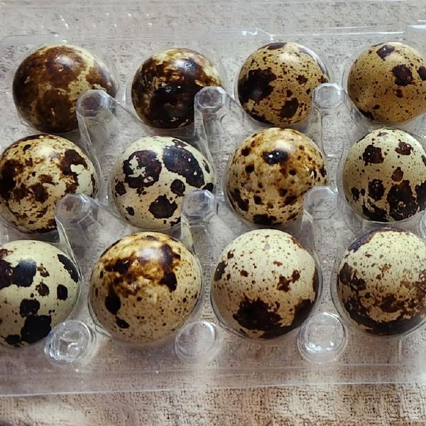 Quail Eggs