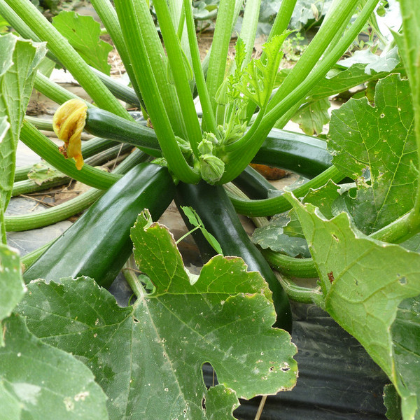 Green Zucchini