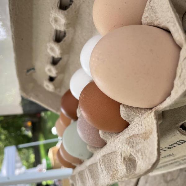 Pasture Raised Eggs